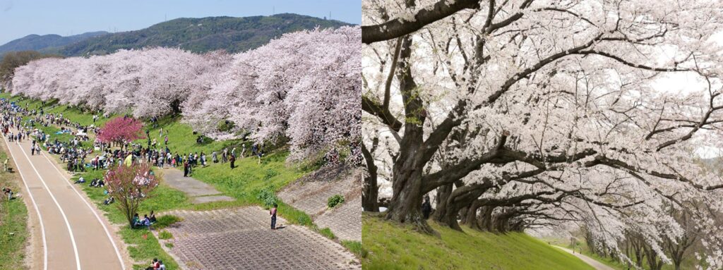 People gathering for hanami under the blooming cherry trees at Yodo River Park Sewaritei District