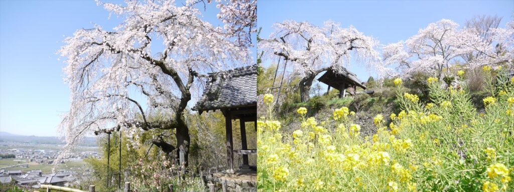 Willow-like sakura trees at Jizozen-in Temple