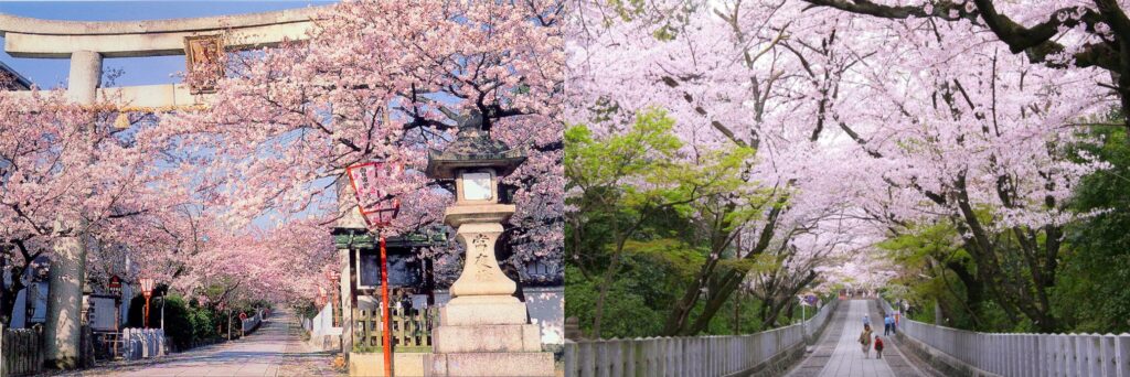 Sakura trees in bloom at the entrance to and along the paths of Mukojinja Shrine